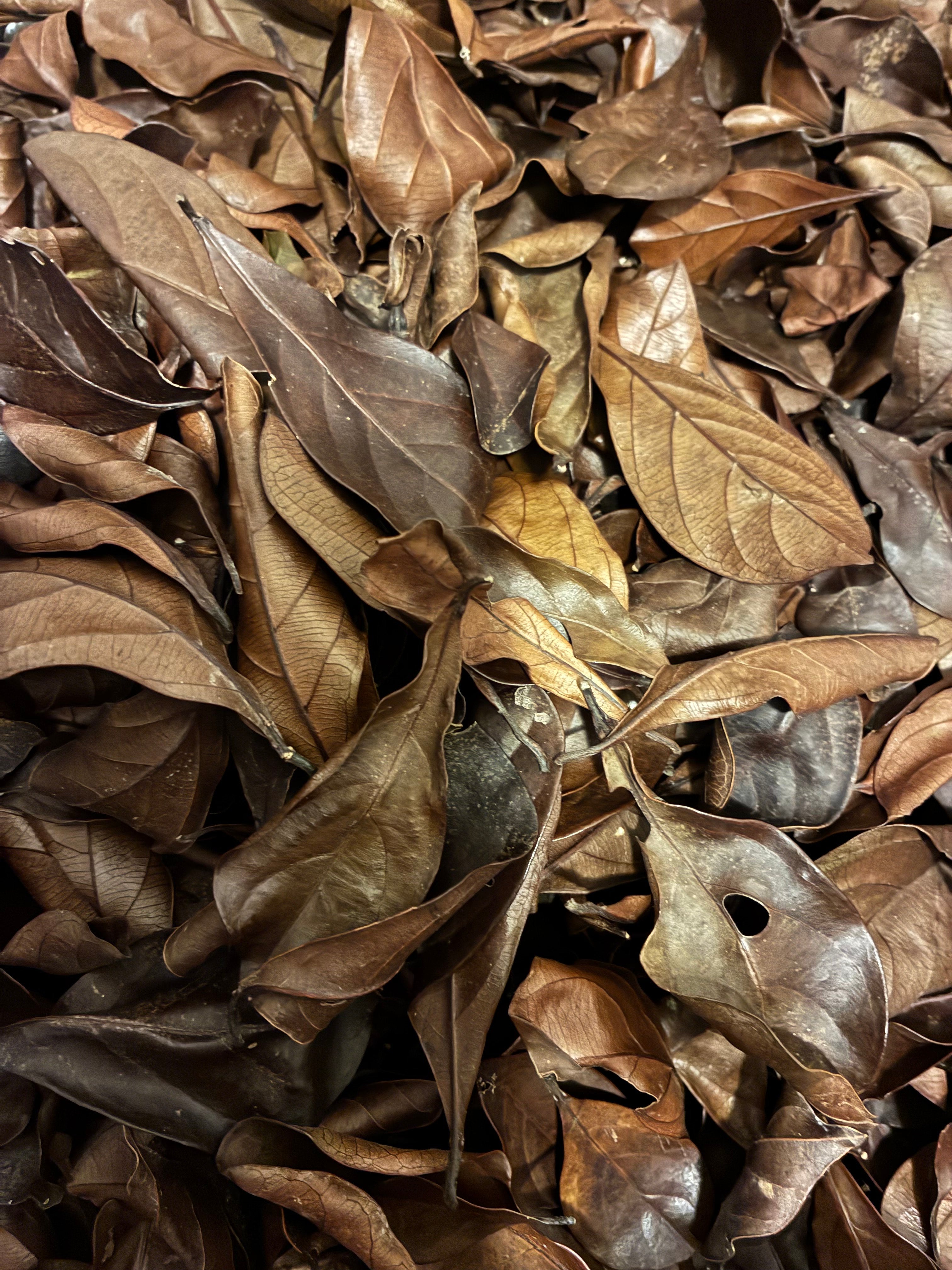 Faya Watra Starter Set - Pink