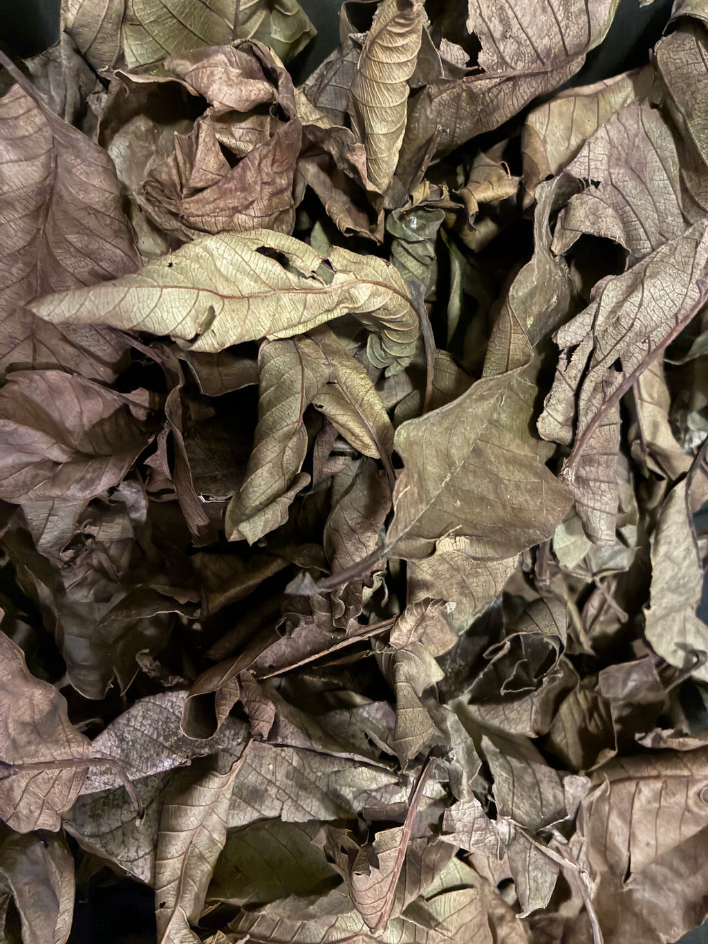 Faya Watra Bladeren - Traditioneel Reinigend