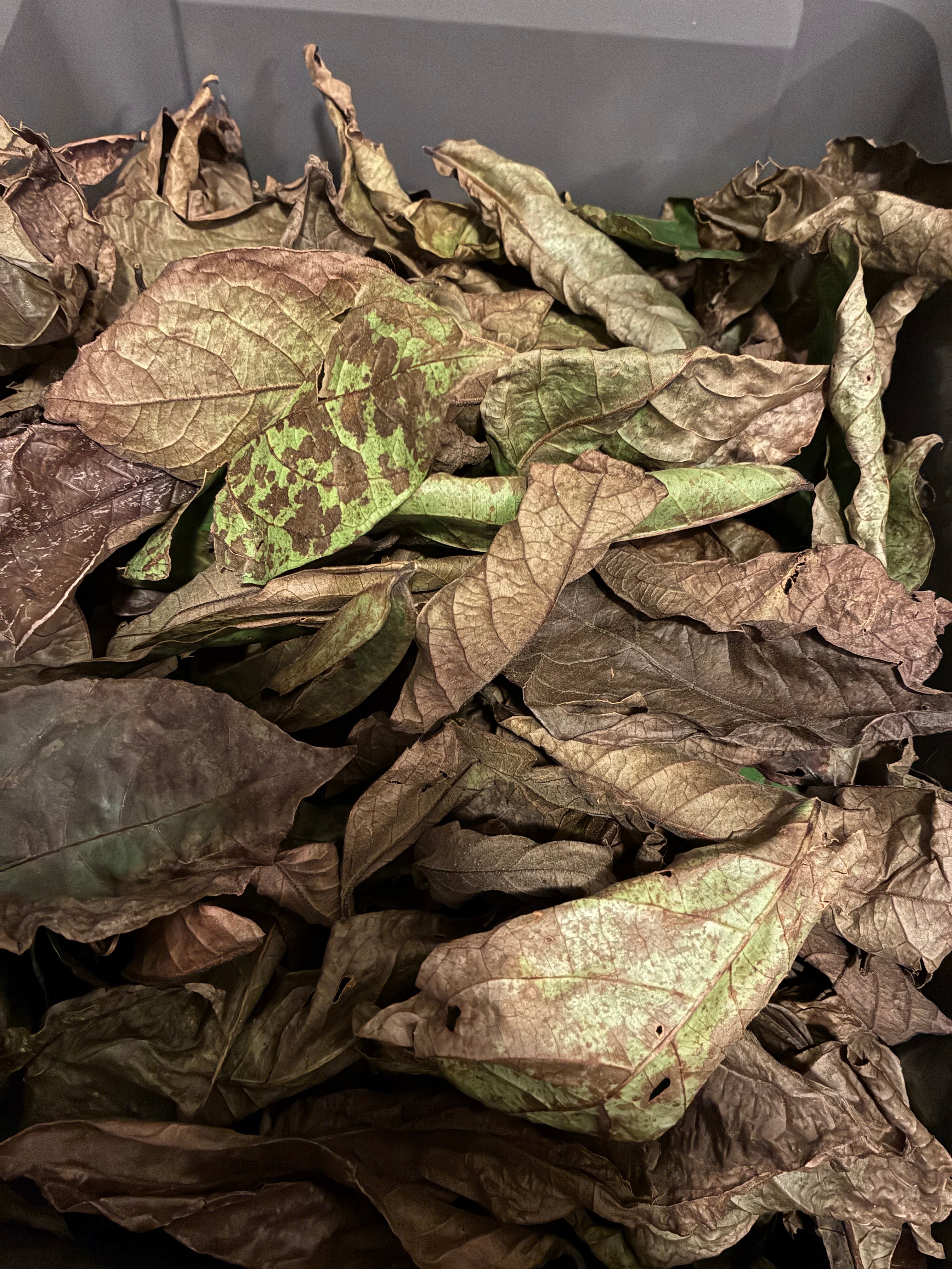 Faya Watra Starter Set - Pink