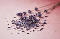 Lavendel